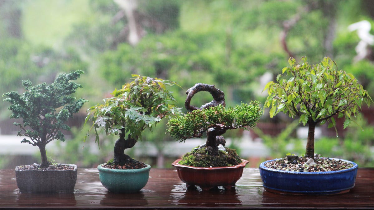 How to Get Started With the Best Bonsai Trees for Beginners