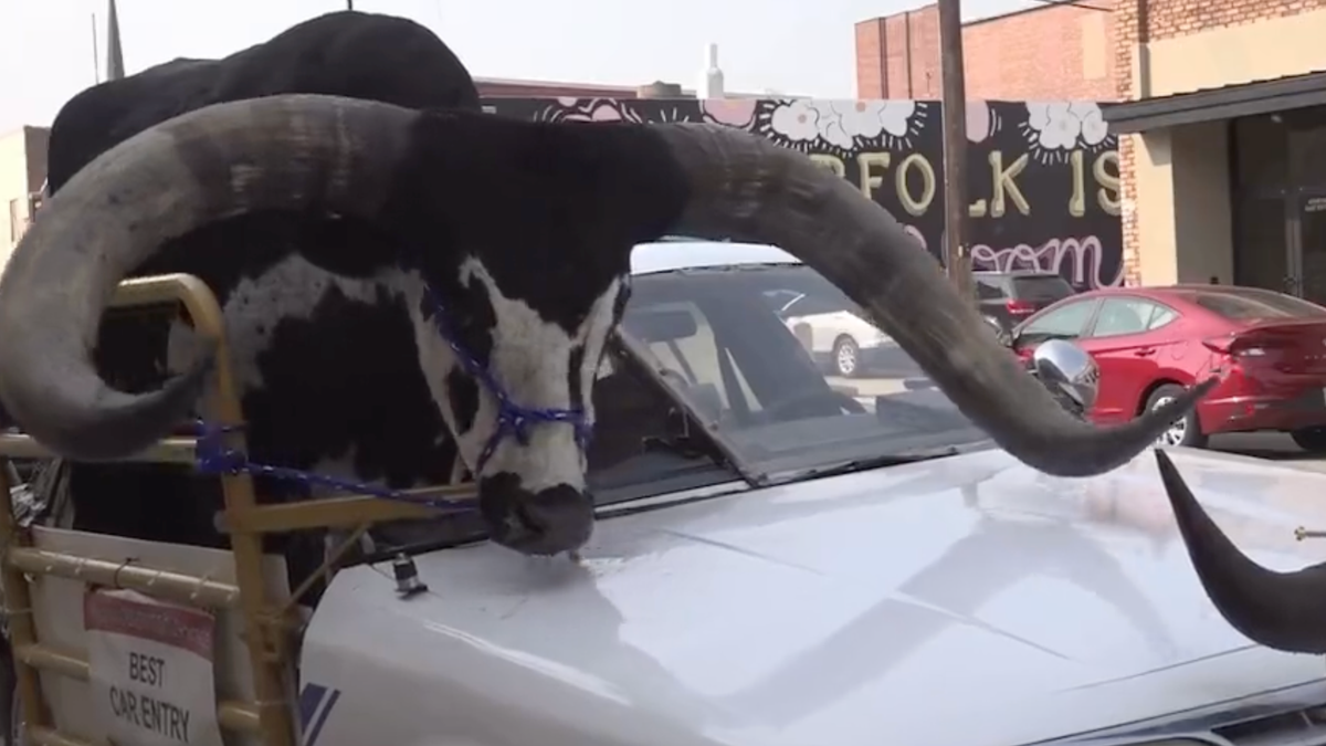 Cops Stop Car Just Because A Passenger Was A Massive Watusi Bull