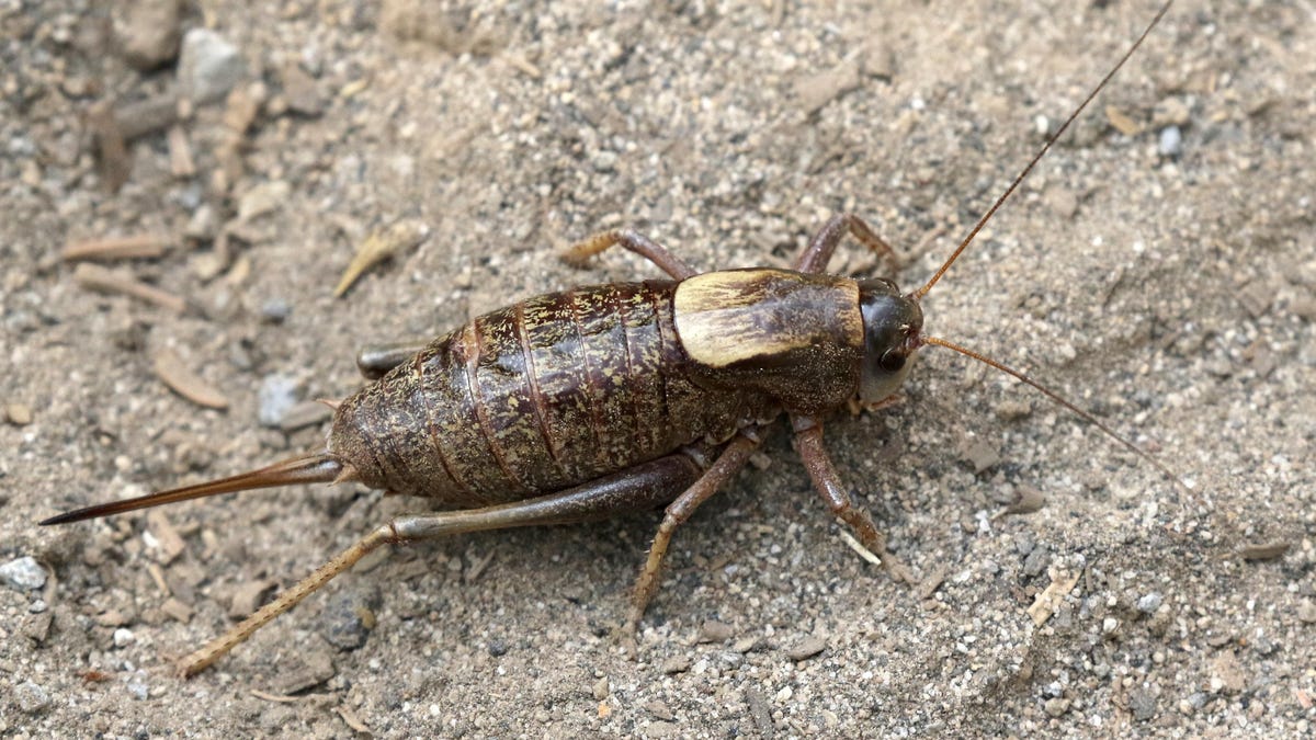 Swarms of 'Cannibal' Crickets Invade Small Nevada Town