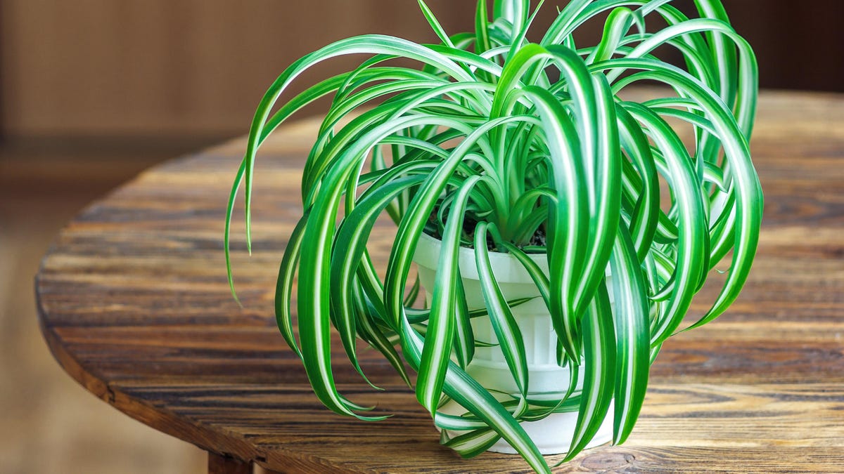 These Houseplants Don't Need Pots With Drainage