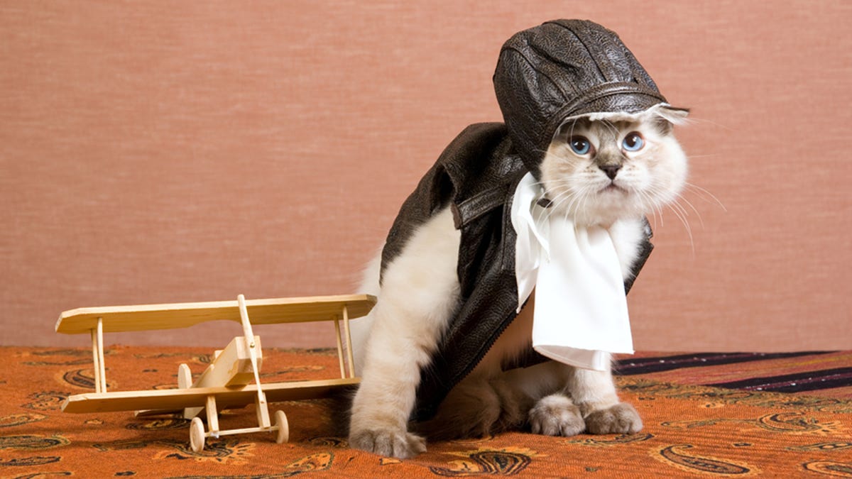 How To Fly Overseas With A Jerk Cat