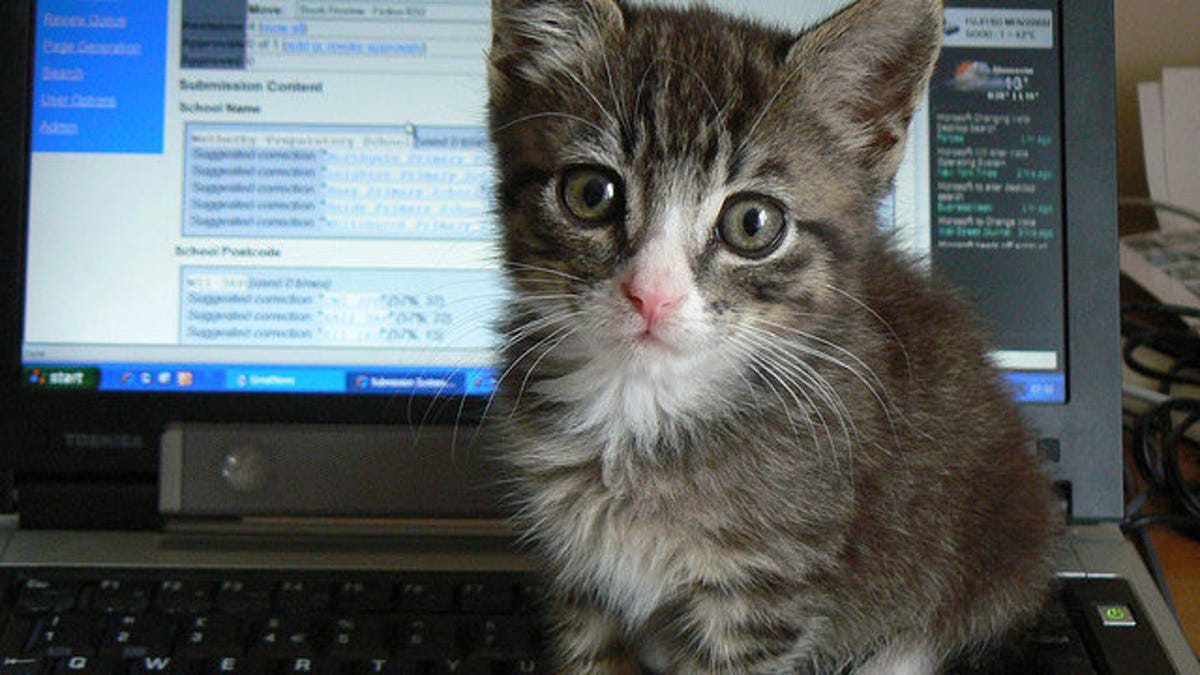 Cat Proof Your Tech With Tape Traps And Other Tricks