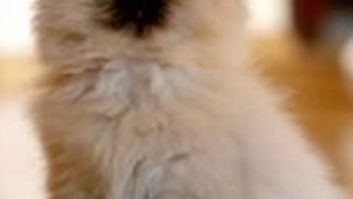 Remove Pet Hair From Anything