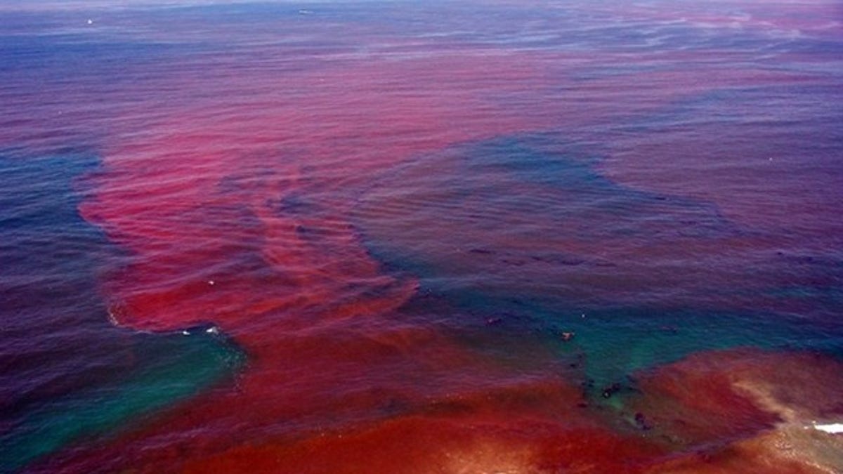 Biologists now say that red tide algal blooms could be the ‘killer of