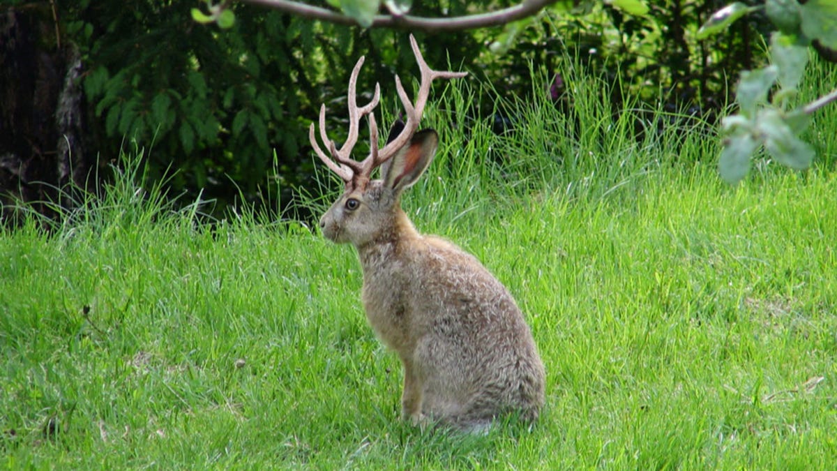 Jackalope Real Or Not