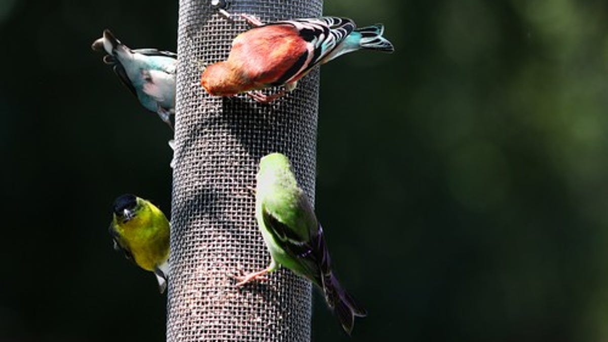 How To Turn Your Backyard Into A Bird Refuge