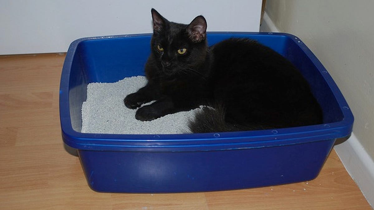 Mix Tea Leaves In A Litter Box To Cut The Stench