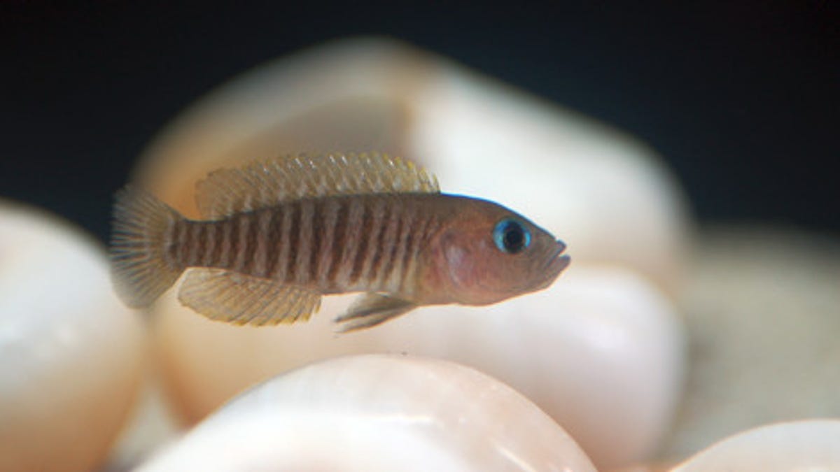 Which Fish Are Cubicle Friendly