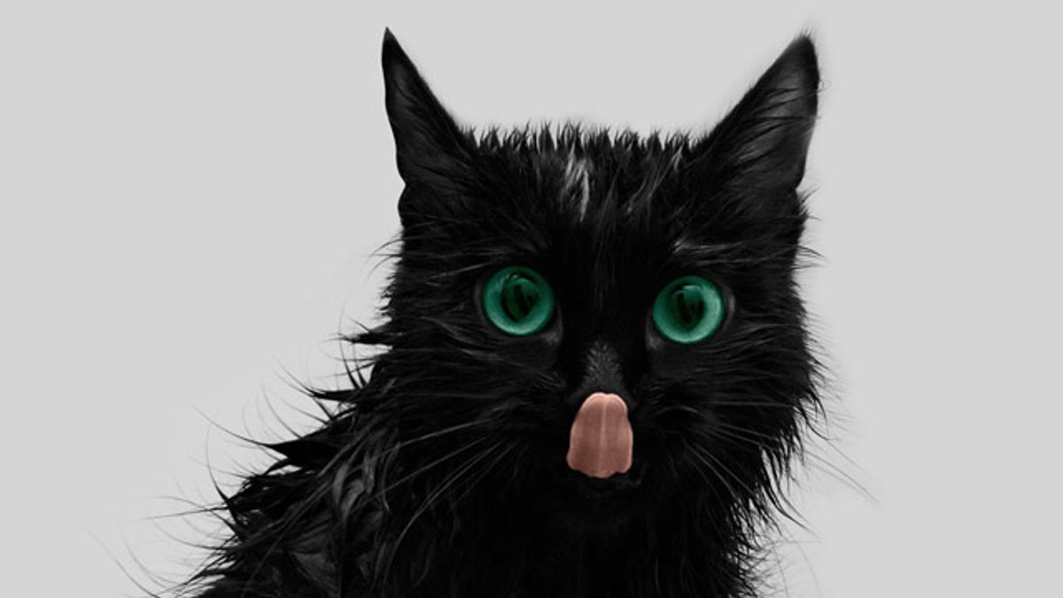 Has Your Cat Infected You With A Mind Controlling Parasite Probably