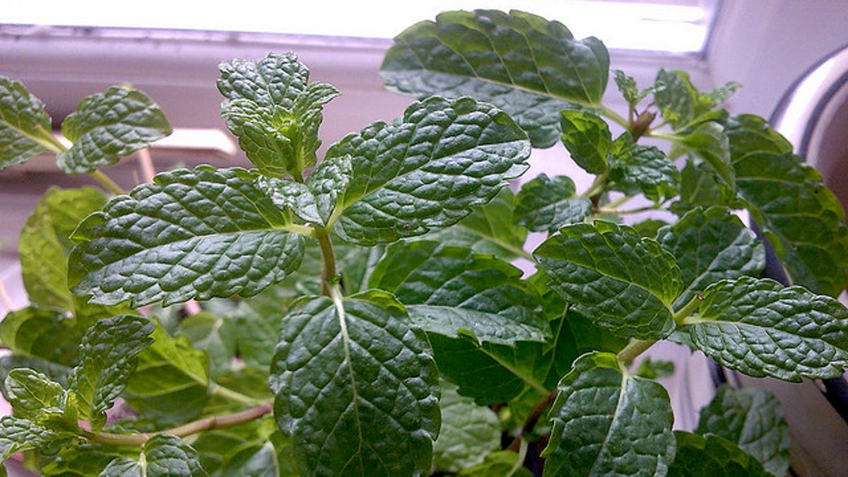 Keep Ants Away From Your Home Or Garden With Mint