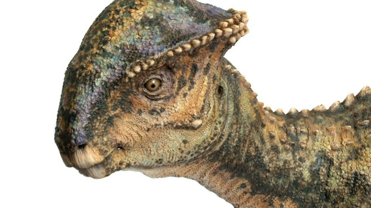dinosaur with round head and spikes