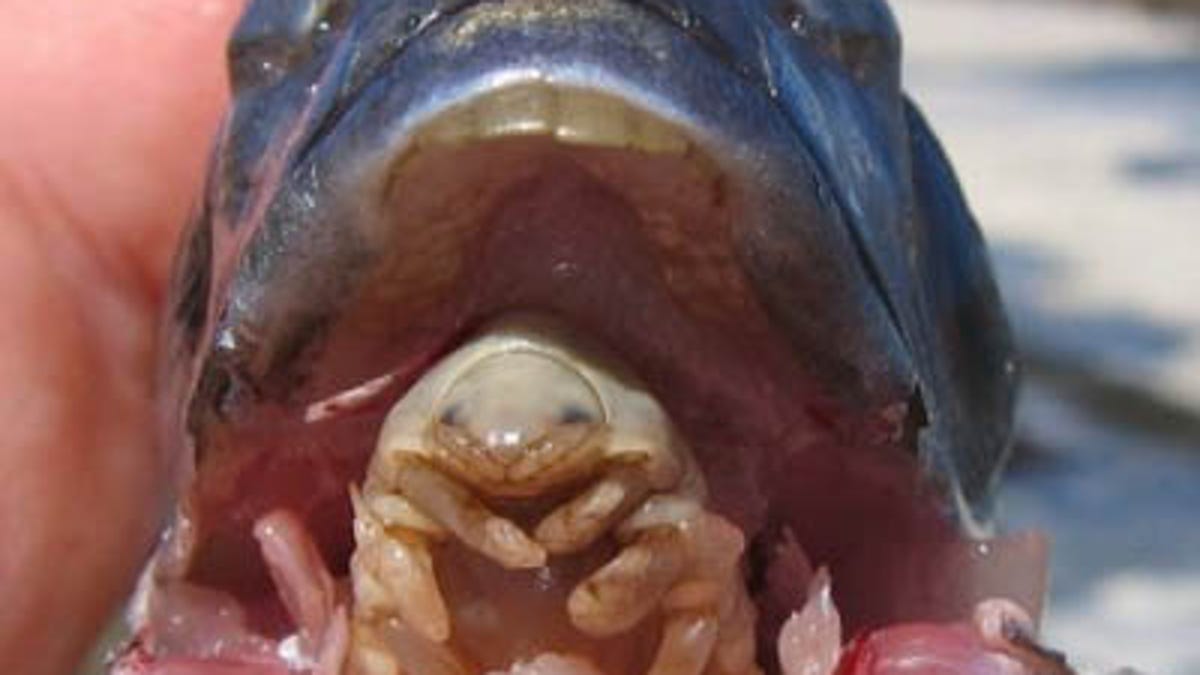 Fish Tongue Parasite >> Tongue Eating Parasites Attack Fish Near Normandy Fish Tongue Parasite >> Tongue Eating Parasites Attack Fish Near Normandy