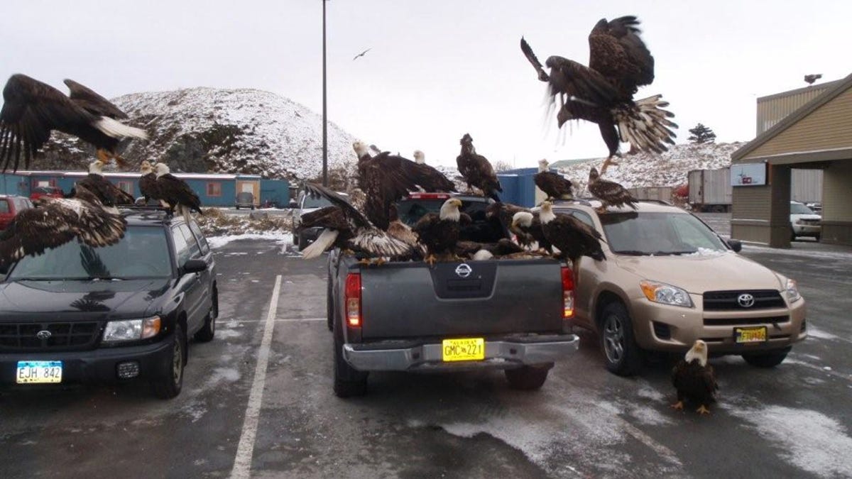Flock Of America Loving Eagles Mob Some Japanese Cars In A