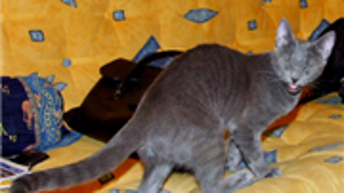 Get That Medicine In Your Cat Without Getting Scratched