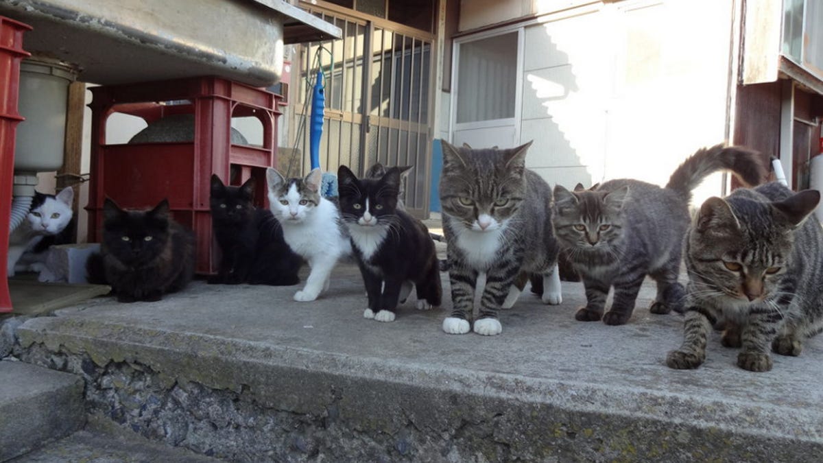 Cats Rule These Japanese Islands