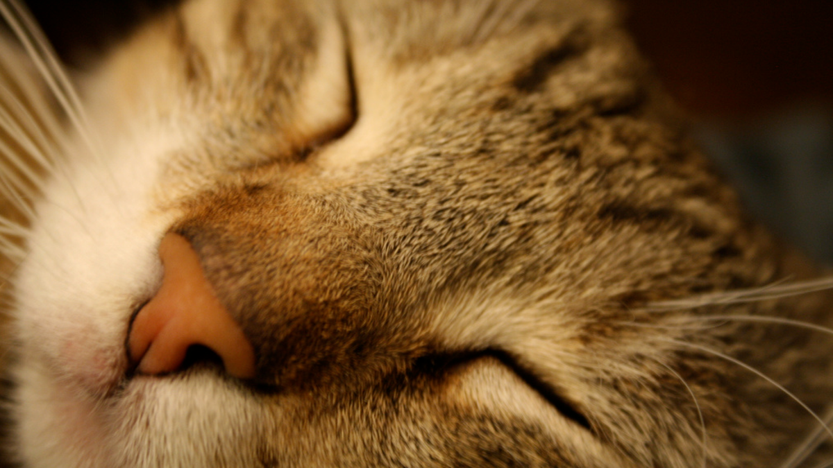 The One Myth About Cats That S Actually True