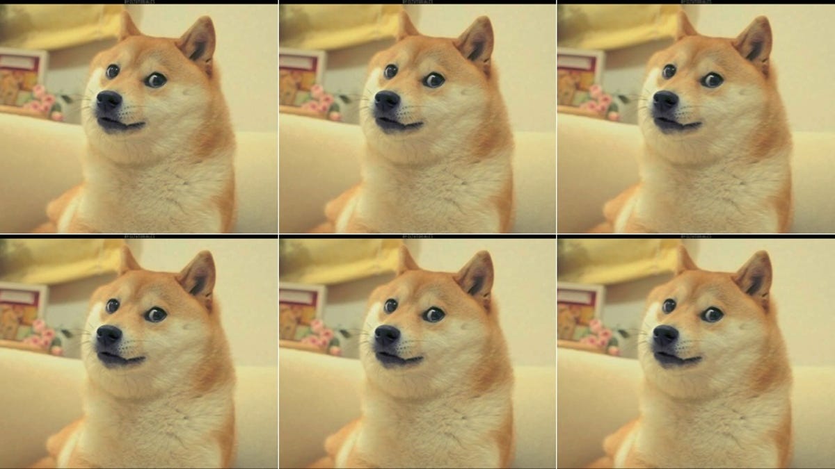 For The Love Of Doge Please Do Not Get A Shiba Inu