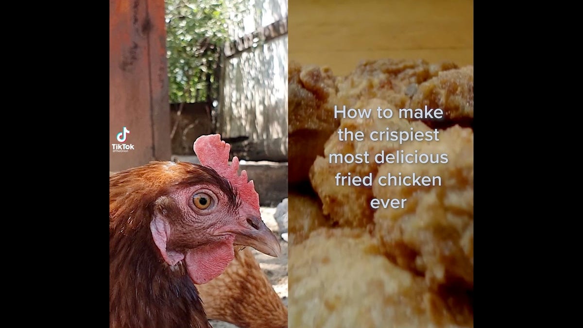 Chicken Reacts To Fried Chicken Tutorial - the onion