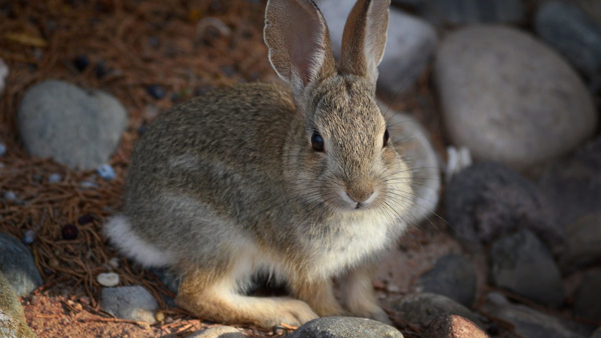 photo of Rabbits Across the U.S. Are Dealing With Their Own Deadly Viral Disease image