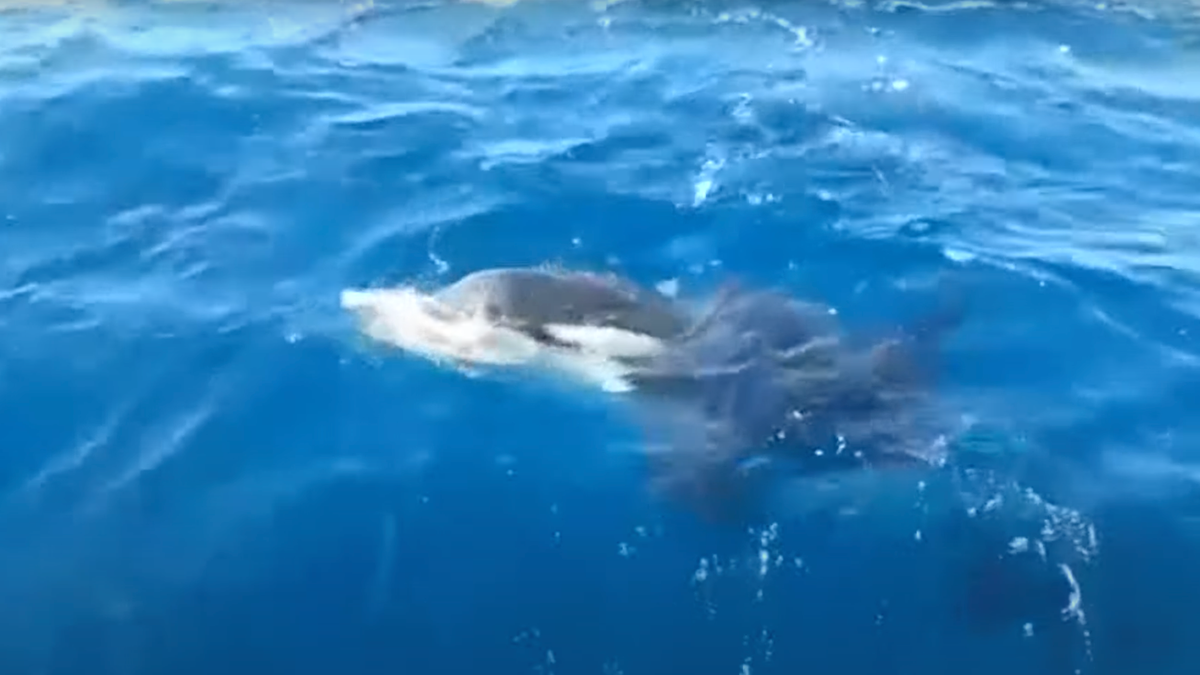Watch A Killer Whale Rip The Rudder Off A Sailboat For The Glory Of All Marine Mammals | Automotiv