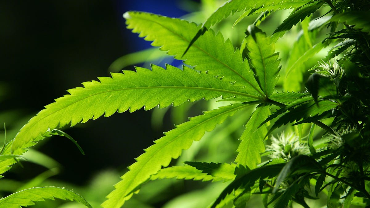 Switzerland considers revising its marijuana policies