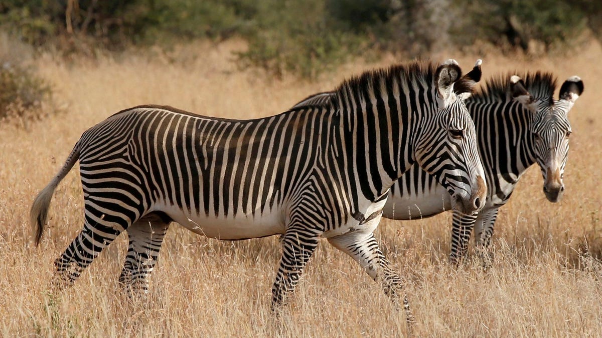 Why zebras have black and white stripes