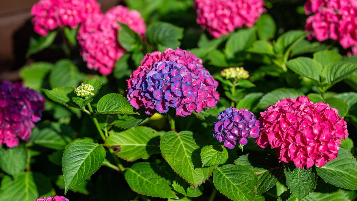 How to Make Your Hydrangeas Change Color