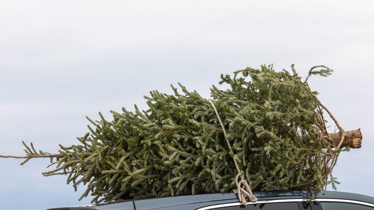 You Can Get a Super Cheap Christmas Tree From the Government