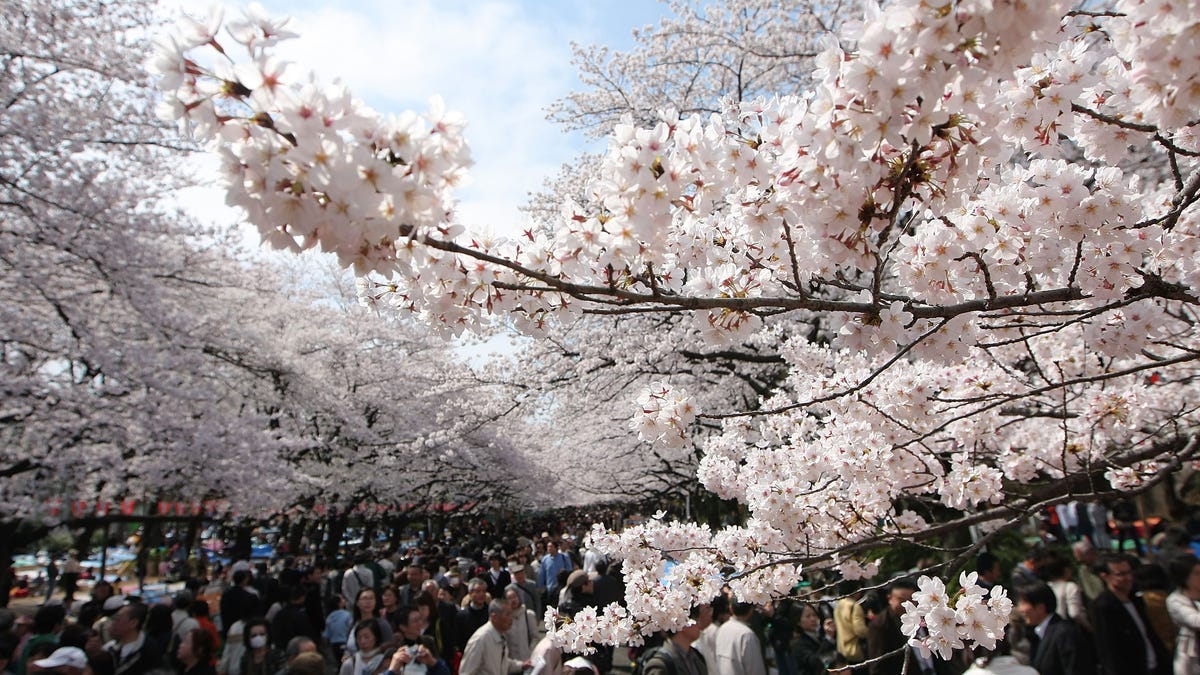 Cherry blossoms are blooming earlier than expected