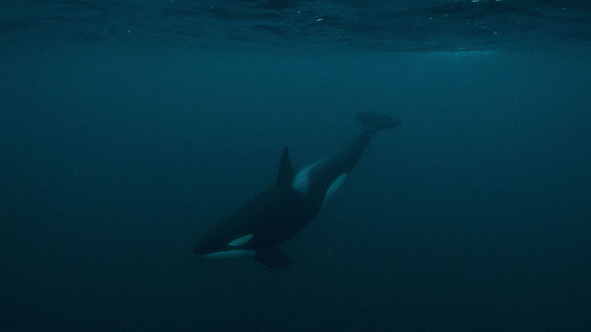 Orca Pod Persists in Stalking Lone Sailor across the Ocean