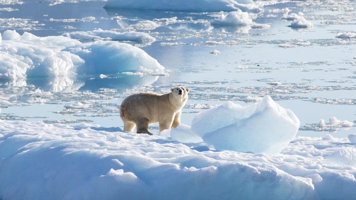 Penemuan kelompok beruang kutub yang aneh dan terisolasi di Greenland