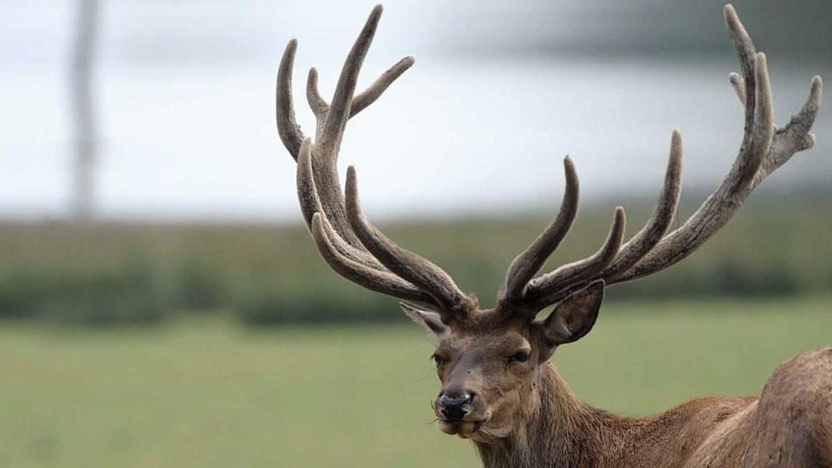 Nudists flee deer, get lost in woods, fined for breaking lockdown