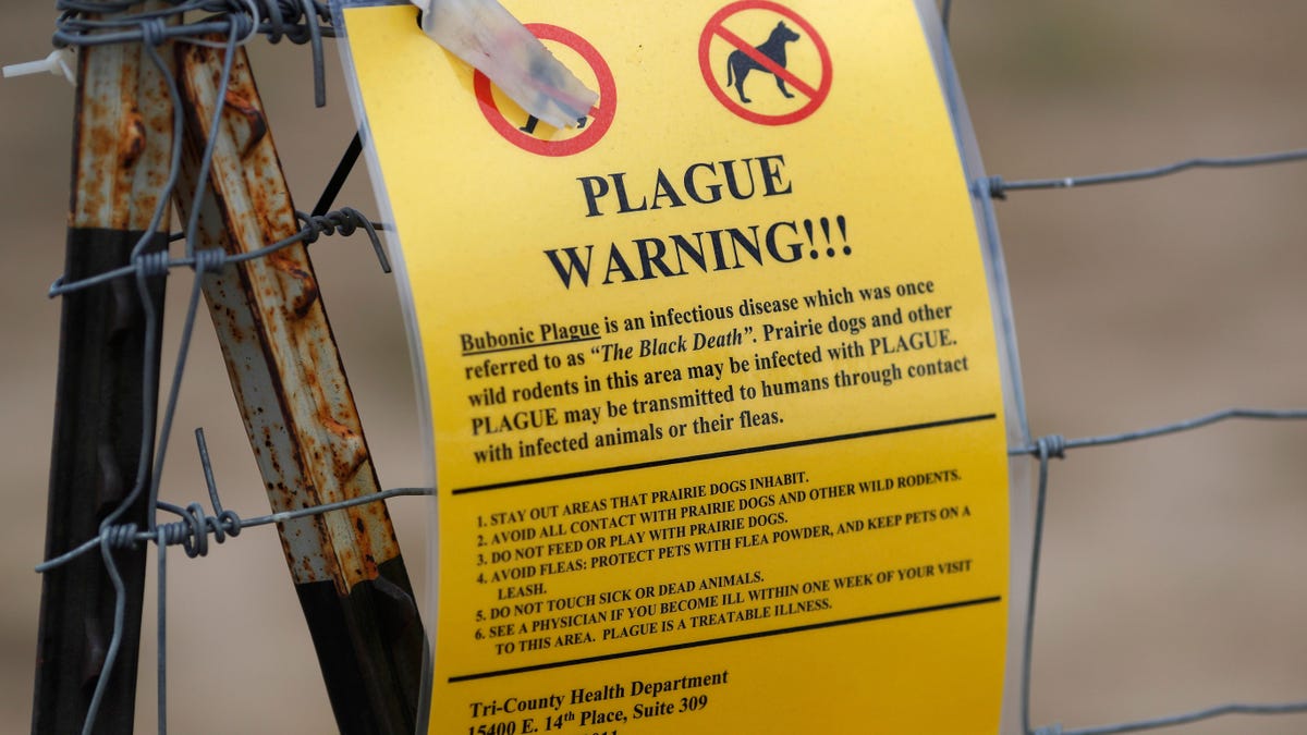 The Plague Is More Likely Now Thanks to Climate Change