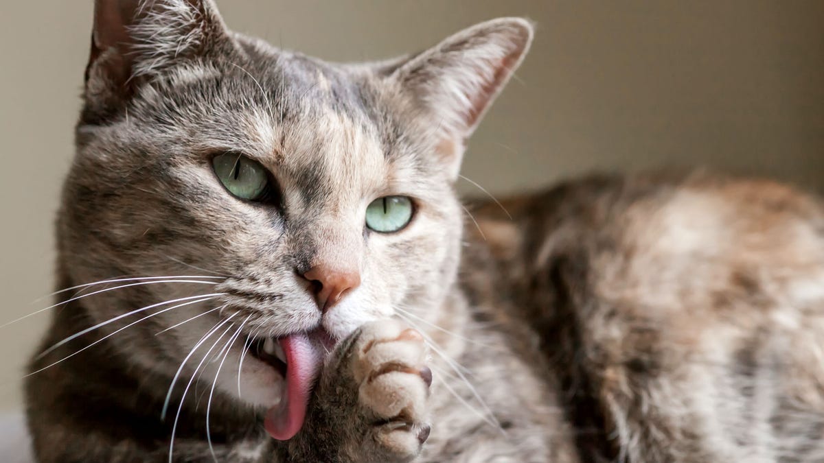 Things All Cats Do That Prove They Are Psychopaths