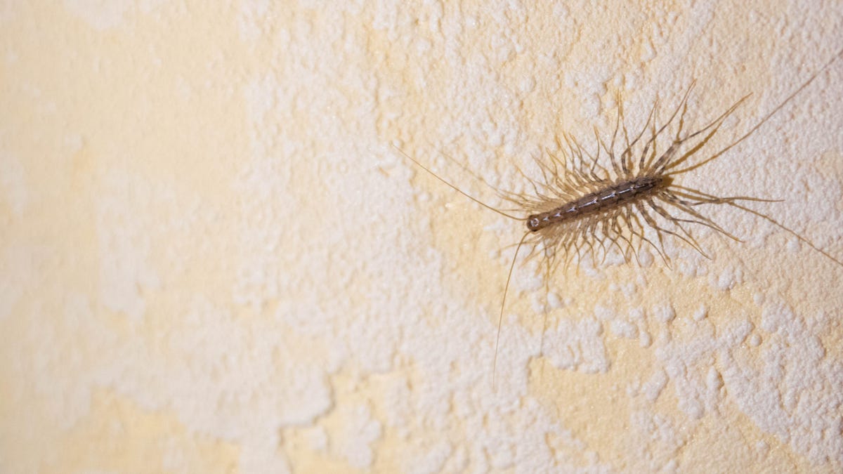 You Should Stop Killing House Centipedes (But How to Get Rid of Them, If You Mus..