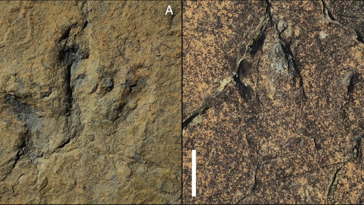 Stopy staré 120 miliónov rokov odhaľujú rýchleho, desivého dinosaura