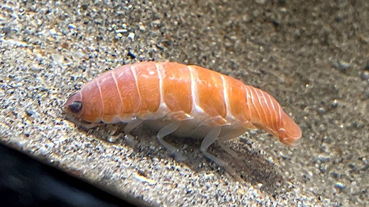 They found a creature identical to a piece of sushi in Japan