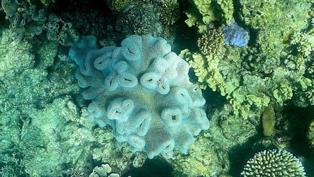 La Gran Barrera de Coral de Australia sufre otro blanqueamiento masivo
