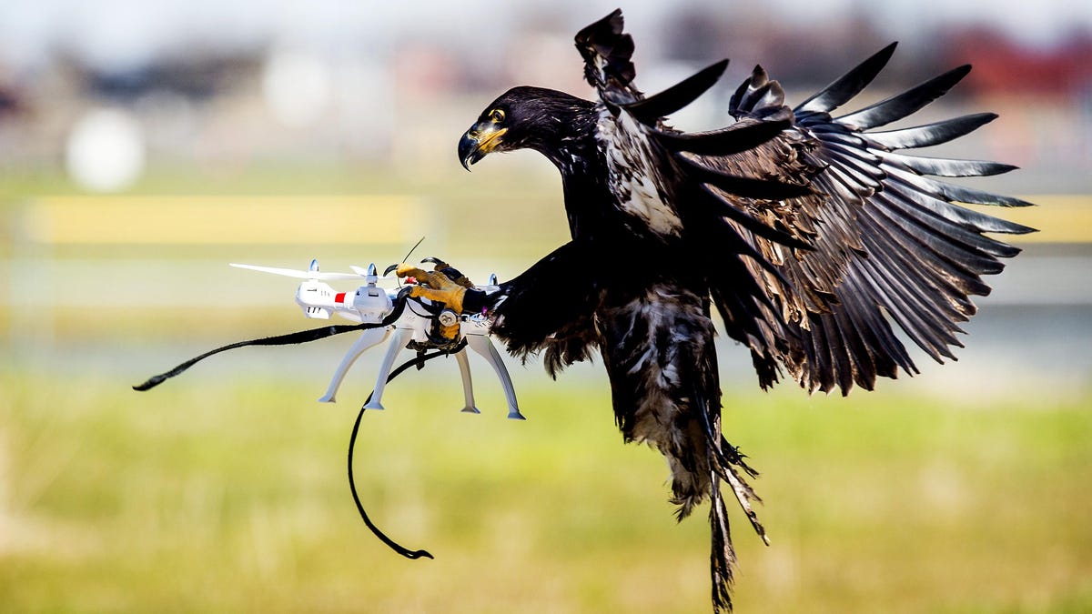 Even Anti-Drone Eagles Can't Escape the 2022 Tech Layoffs