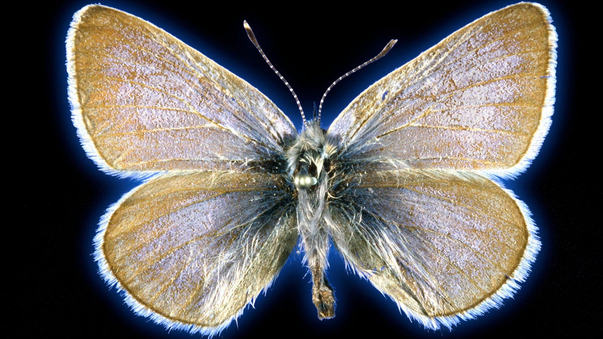 Loài bướm này có thể là loài côn trùng đầu tiên bị tuyệt chủng do quá trình đô thị hóa ở Hoa Kỳ