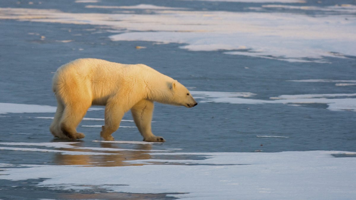Los osos polares y los osos pardos tienen una relación antigua e íntima, dicen los científicos