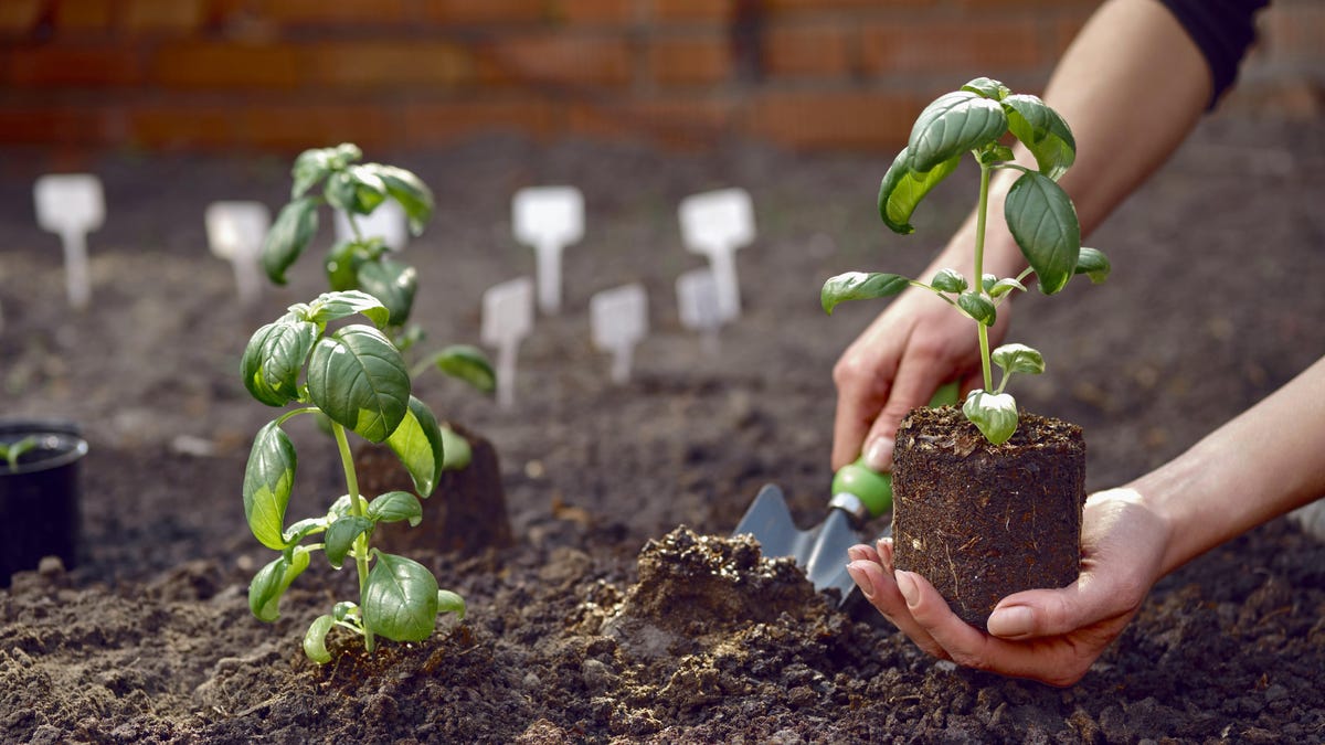 It’s Not Too Late to Start Your Summer Garden