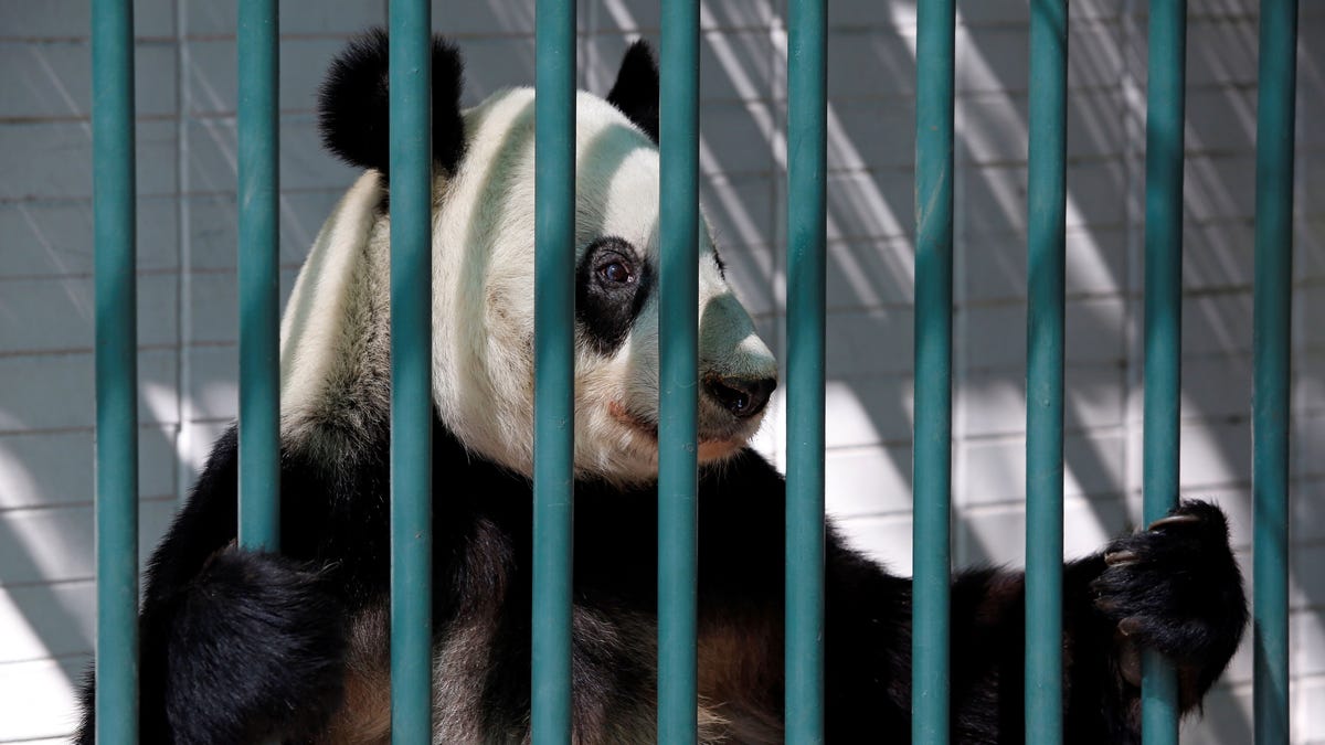 Humans should stop meddling with pandas and let them die