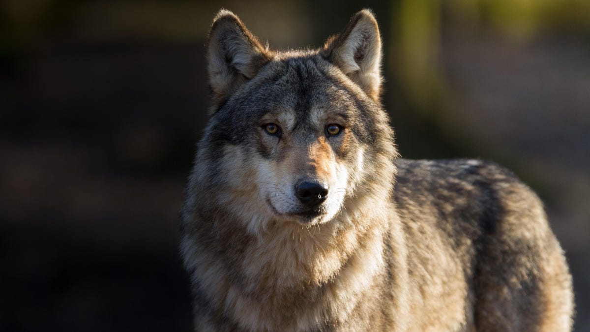 Mind-Altering Parasite Could Be Making Wolves Bolder thumbnail