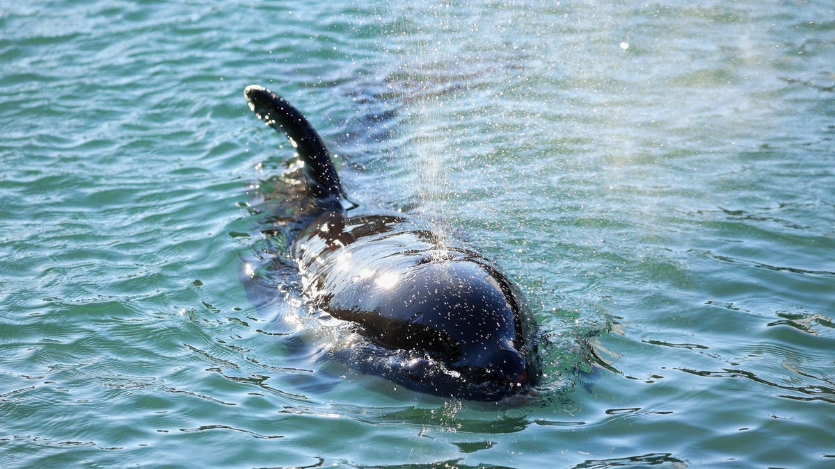 Sailboats Targeted by a Group of 20 or More Killer Whales