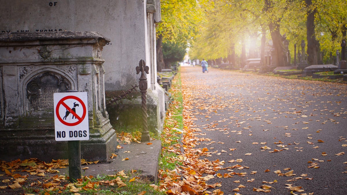 Is It Ever OK to Walk Your Dog in a Cemetery?