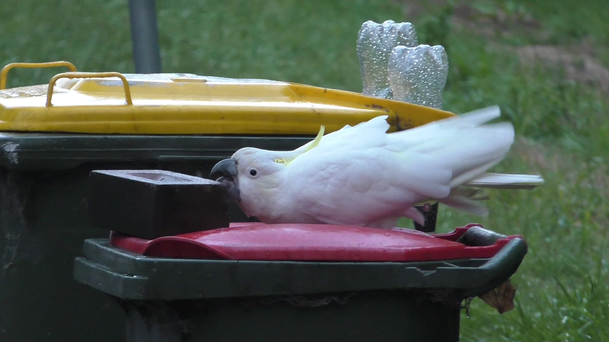 Manusia dan burung beo dalam “perlombaan senjata” memperebutkan sampah di Sydney