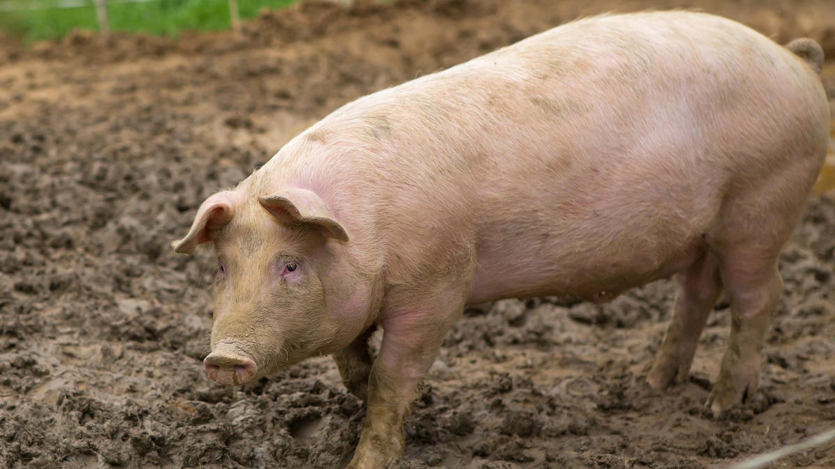 Pig Kidney Survives Inside Human Body for Six Weeks and Counting