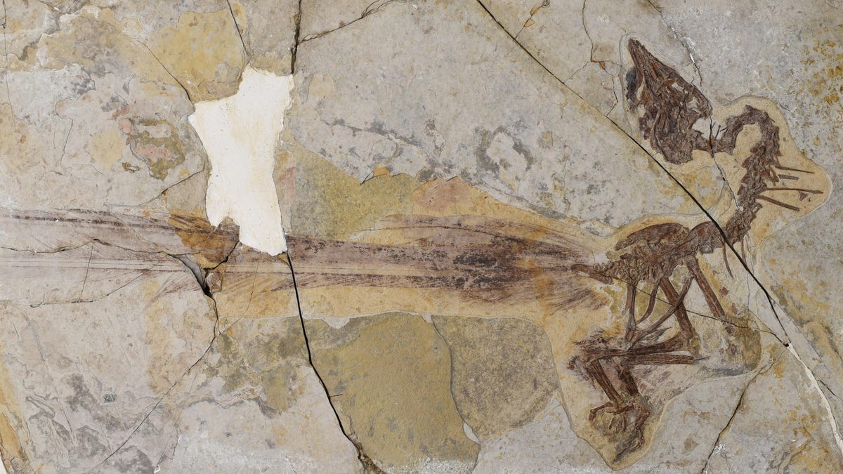 Gorgeous Fossil Shows Ancient Bird With a Pair of Super-Sexy Tail Feathers - Gizmodo