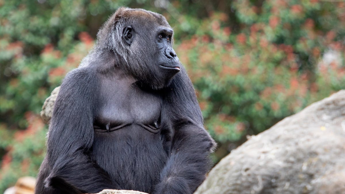 Un grupo de gorilas cautivos ha creado su propia llamada para avisar a los cuidadores del zoo